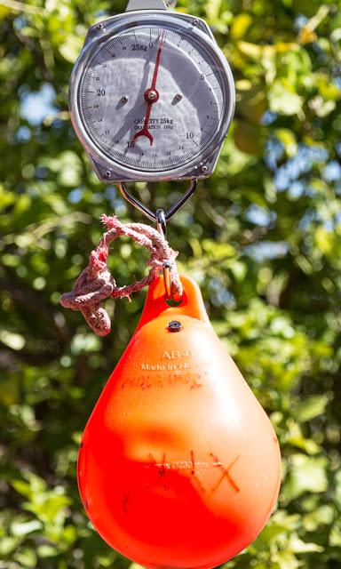 weighing buoy on hanging scales