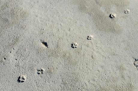 paw prints in sand