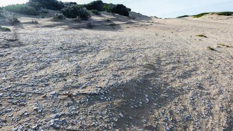 hundreds of seashells lying together inland