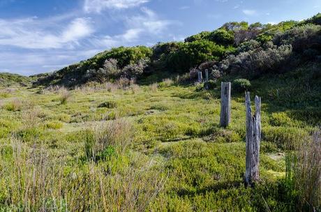 old fence posts next to inland walking track