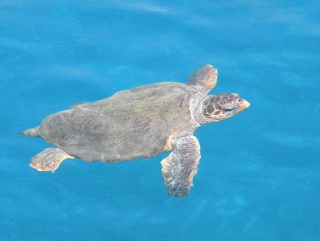 New Greece Sea Turtles Conservation project New Greece Sea Turtles Conservation project