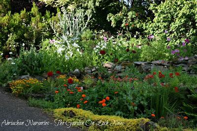 A freshly planted border of annuals