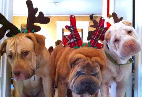 Happy Holidays from Bridget Beari and the dogs - Jaegar, ...