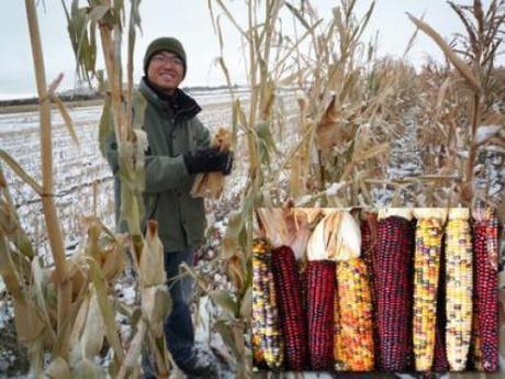Can pop corn, seed corn, or sweet corn be altruistic? This is a serious question. Can pop corn, seed corn, or sweet corn be altruistic? This is a serious question.