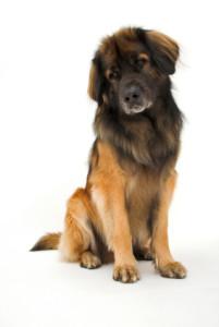 Great Dog Breeds That Nobody Knows About leonberger