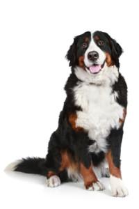 Great Dog Breeds That Nobody Knows About Bernese mountain dog on white background