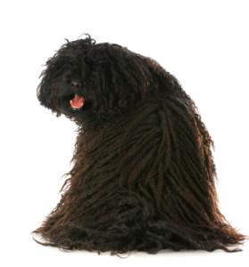 Great Dog Breeds That Nobody Knows About puli looking at viewer