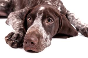 Great Dog Breeds That Nobody Knows About German short-haired pointer - sad hunter dog
