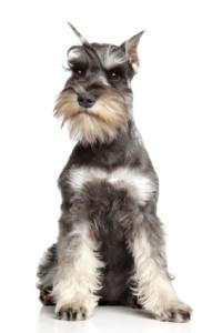 Great Dog Breeds That Nobody Knows About Miniature schnauzer on white background