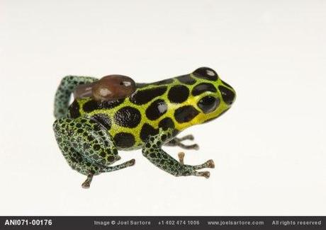 A male mimic poison frog (Ranitomeya imitator or Dendrobates imitator) with a single tadpole on his back.