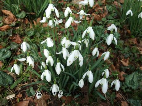 Rococo Snowdrops 2013_02060028