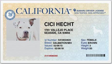 Honking Dogs on the road with Subaru 8E3DF2B4-A22E-FC3C-CCF3-41E731719420-l