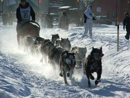 1000-Mile Long Yukon Quest Sled Dog Race Underway!
