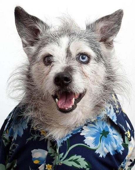 Exquisite DOG Portraits that even your Mom would Love!