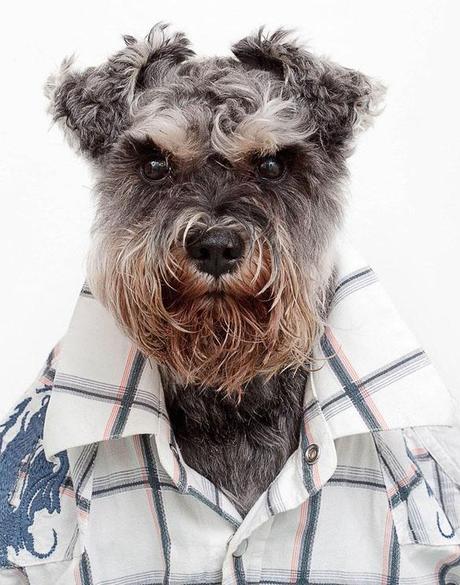 Exquisite DOG Portraits that even your Mom would Love!