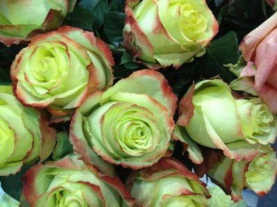 Roses are…blue? Green Beauty by Olig