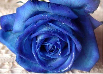 Roses are…blue? Blue Rose