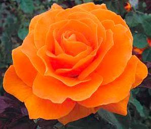 Roses are…blue? Vavoom Rose