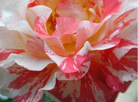 Roses are…blue? Alfred Sisley, photo by Abby