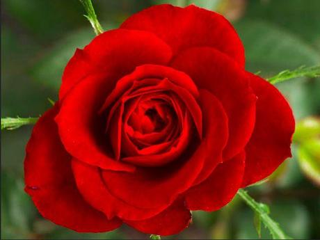 Roses are…blue? Red Rose, Wikimedia
