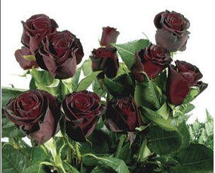 Roses are…blue? Black Baccara Rose