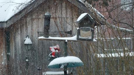 Snow falling in North Toronto - abandoned bird feeders