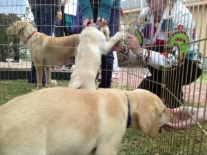 9 puppies inducted into guide dog program