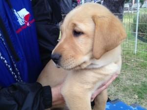 9 puppies inducted into guide dog program