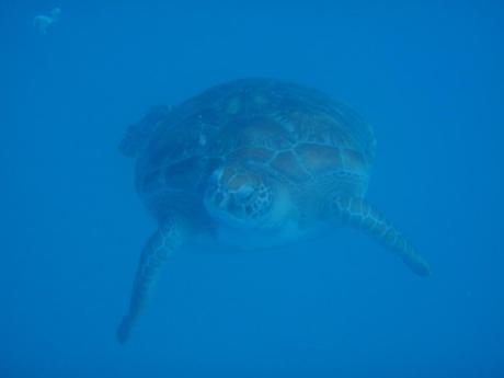 Snorkeling with Sea Turtles - Barbados