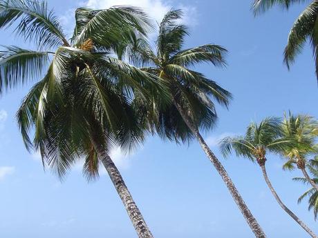 Barbados Palm Trees