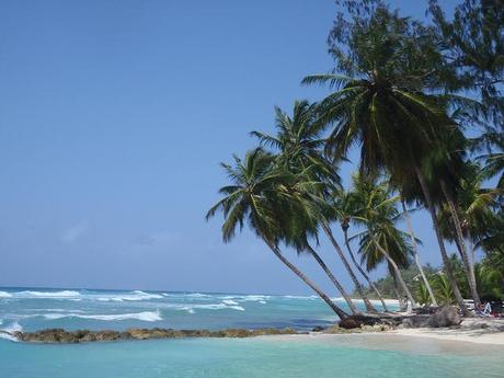 The World's Prettiest Palm Tree - Barbados