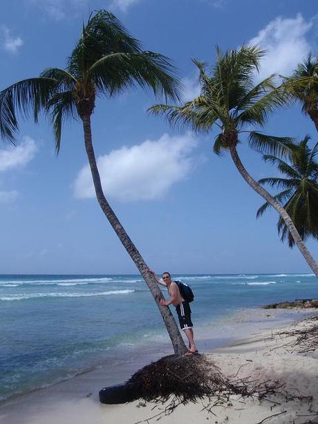 The World's Prettiest Palm Tree - Barbados