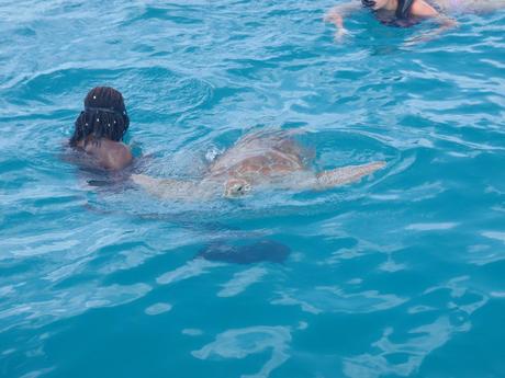 Snorkeling with Sea Turtles - Barbados