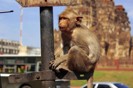 Crab-eating Macaque Monkey in Lopburi, Thailand