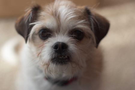 Designer Whey (4 of 6) Designer Whey (4 of 6)