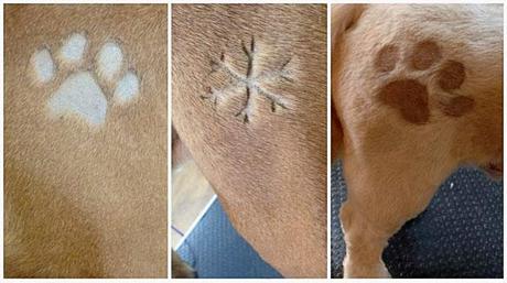 The Latest Craze to hit the Pet World: DOG Tattoos!