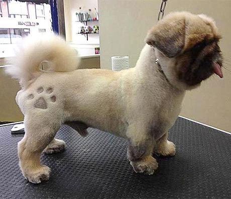 The Latest Craze to hit the Pet World: DOG Tattoos!
