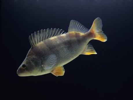 Anti-Anxiety Drug Makes River Fish Anti-Social european_perch_anxiety