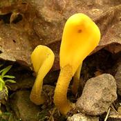 Orange earth tongue mushroom. Photo by Jason Hollinger.