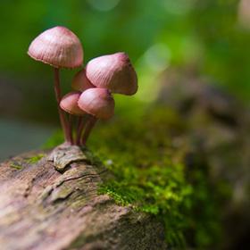 These mushrooms from West Virginia’s New River Gorge are one of countless varieties in Appalachia, a world hub for fungi species. Photo by Jessica Elaine Ulm Anderson.