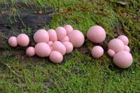 Lycogala epidendrum slime mold, also known as wolf's milke. Photo by Jason Hollinger.