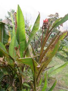 Banana plant with its upright flower from Dalapchand