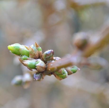 Seven Signs of Spring DSC_0442