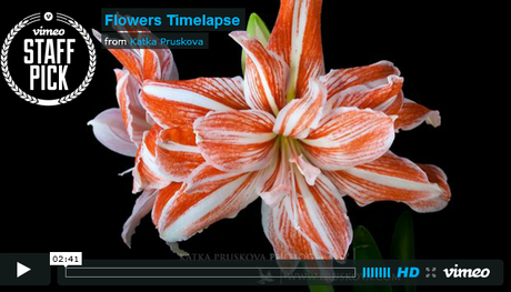 Times Square heart sculpture from hurricane Sandy debris timelpase of flowers