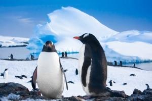 Antarctica - the life of the penguins near their natural habitat