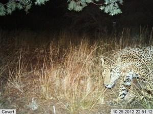 Automatic wildlife cameras snapped this photo of a male jaguar on a nightly walk in the Santa Rita Mountains on Oct 25, 2012. 