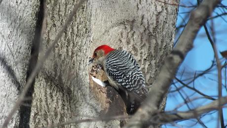Red-bellied Woodpecker - eats snow 4 - Lynde Shores - Whitby - Ontario