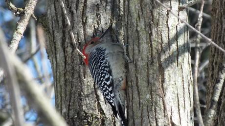 Red-bellied Woodpecker - red belly  - Lynde Shores - Whitby - Ontario