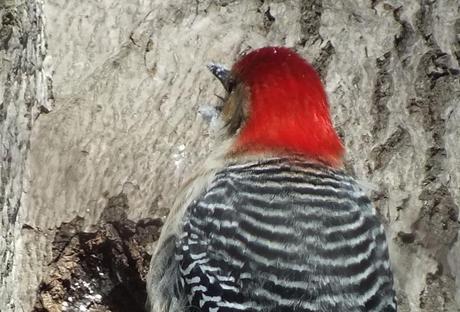 Red-bellied Woodpecker - eats snow -sticks out tongue  - Lynde Shores - Whitby - Ontario