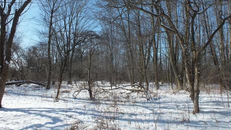 Lynde Shores Conservation Area - snowy forest - Whitby - Ontario